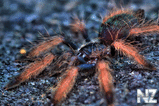 Psalmopoeus pulcher.jpg