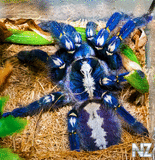 Poecilotheria_metallica_3.jpg