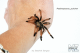 Psalmopoeus_pulcher_1.jpg