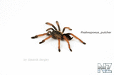 Psalmopoeus_pulcher_7.jpg