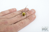 Argiope_bruenni_hi_8.jpg