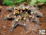 1326294854_grammostola_aureostriata.jpg