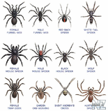 australian_spiders.jpg