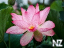 Lotus_flower_Closeup_Pink_color_519951_2048x1365_crop_128x96.jpg