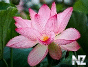 Lotus_flower_Closeup_Pink_color_519951_2048x1365_crop_128x97.jpg