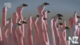Flamingo ballet