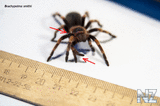 Brachypelma_smithi3.jpg